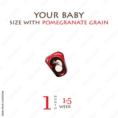 Week 4 Fetal Growth