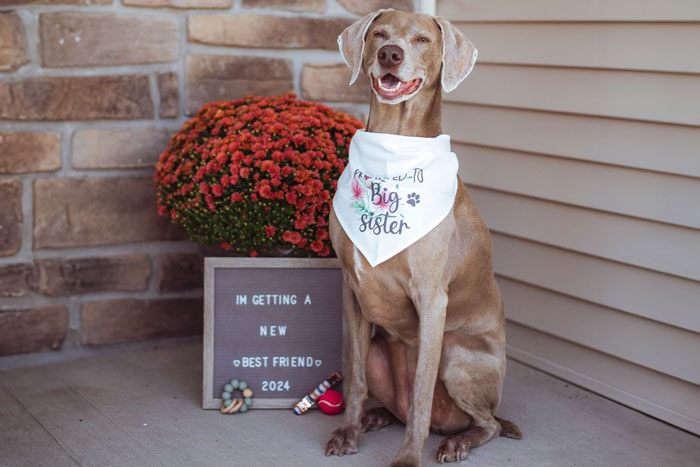 Proud new big sister who happens to be a dog